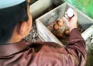 Budidaya ayam Brahma di lingkungan pesantren sebagai unit usaha ekonomi mandiri santri I wadahkata.id