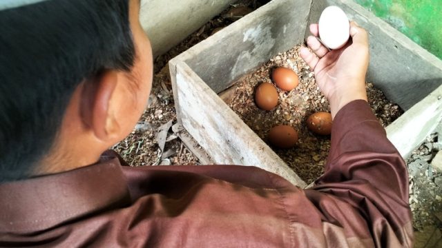 Budidaya ayam Brahma di lingkungan pesantren sebagai unit usaha ekonomi mandiri santri I wadahkata.id
